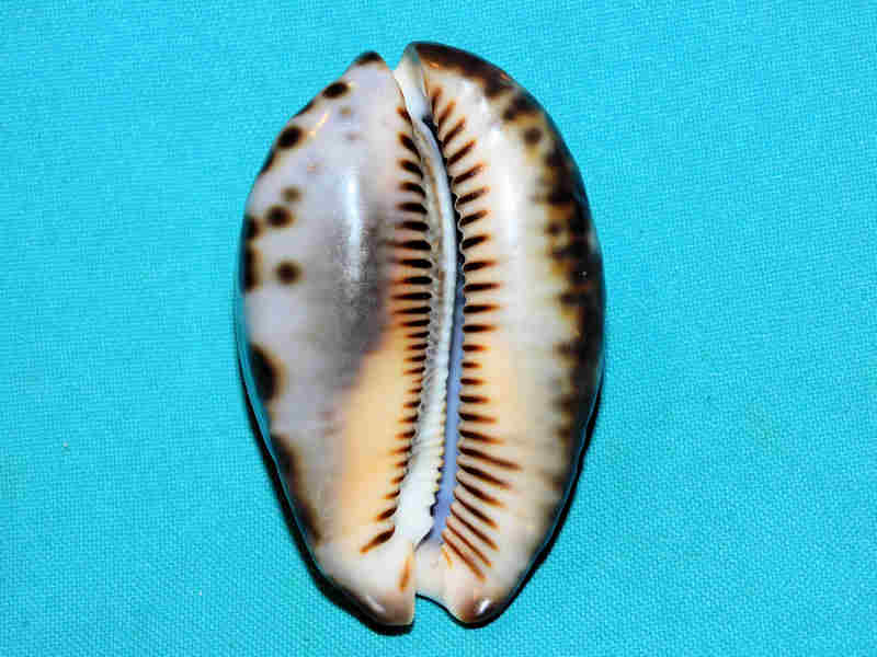 Modal Additional Images for Mauritia maculifera hawaiiensis 71.55mm. "Superb Very Calloused"LOT#901237JB