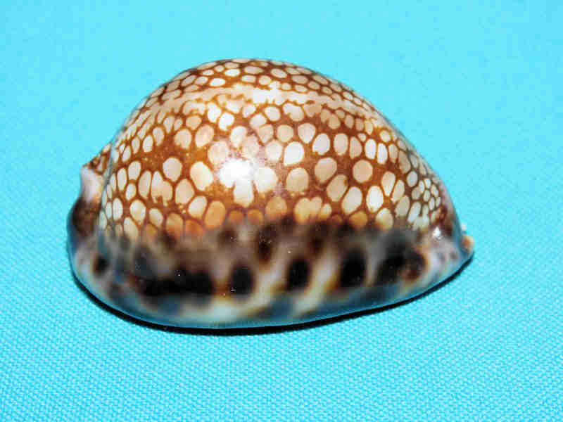 Mauritia maculifera hawaiiensis 2 1/8” or 53.90mm "Gorgeous" LOT#901303JB