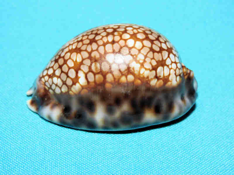 Mauritia maculifera hawaiiensis 2 1/8” or 53.90mm "Gorgeous" LOT#901303JB