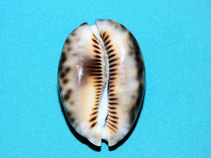 Modal Additional Images for Mauritia maculifera hawaiiensis 2 1/8” or 53.90mm "Gorgeous" LOT#901303JB