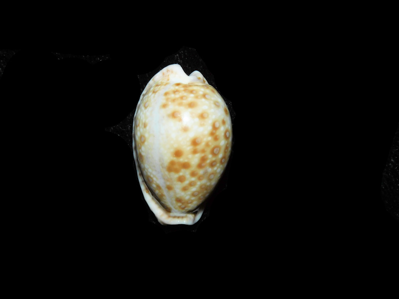 (image for) Naria marginalis 1” or 25.04mm."Somalia" LOT#901320JB