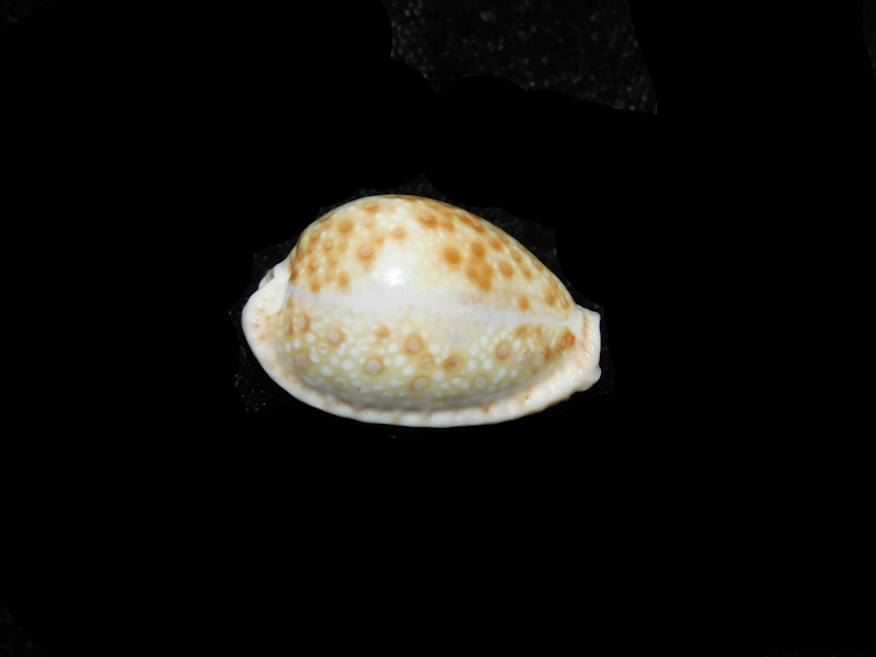 Naria marginalis 1” or 25.04mm."Somalia" LOT#901320JB