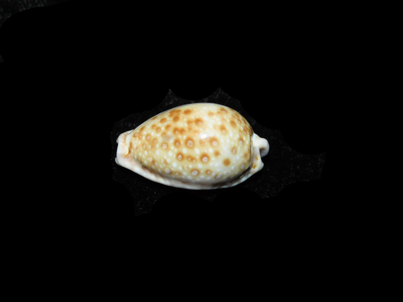 Naria marginalis 1” or 25.04mm."Somalia" LOT#901320JB