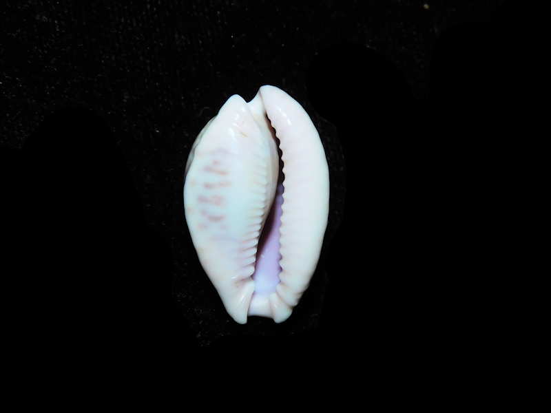 Modal Additional Images for Naria marginalis 1” or 25.04mm."Somalia" LOT#901320JB