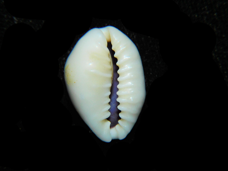 Modal Additional Images for Monetaria obvelata 20.09mm "Tahiti" LOT#901274JB