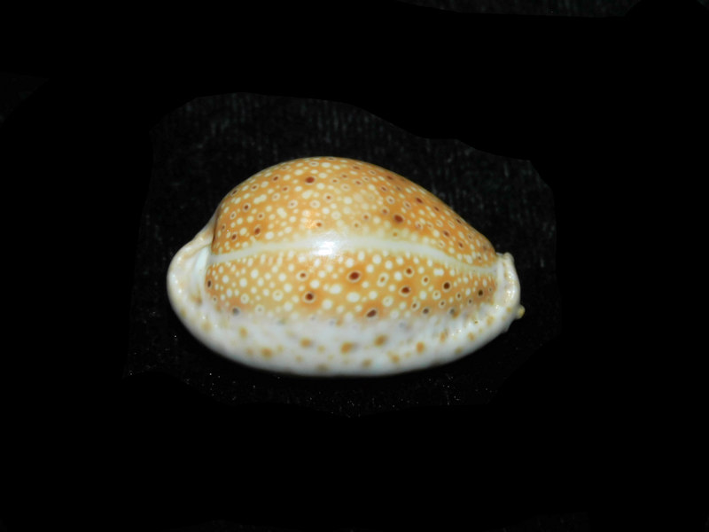 Naria ocellata 1 ¼” 31.68mm "Gorgeous" LOT#901292JB