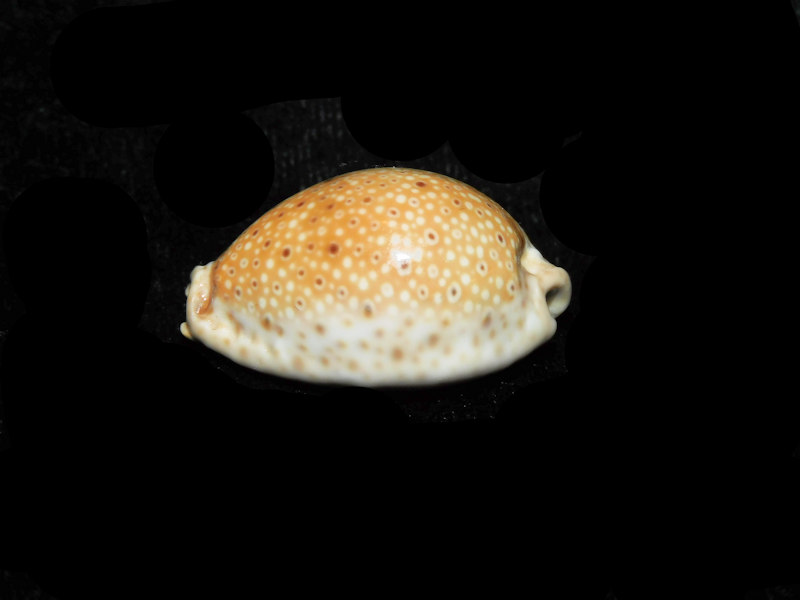 Naria ocellata 1 ¼” 31.68mm "Gorgeous" LOT#901292JB