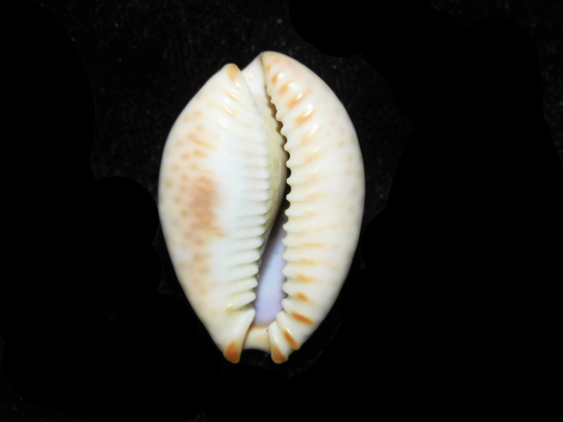 Modal Additional Images for Naria ocellata 1 ¼” 31.68mm "Gorgeous" LOT#901292JB