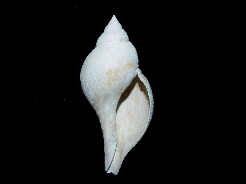 Fasciolaria okeechobeensis 5” or 126.19mm."Golden Gate"#17096