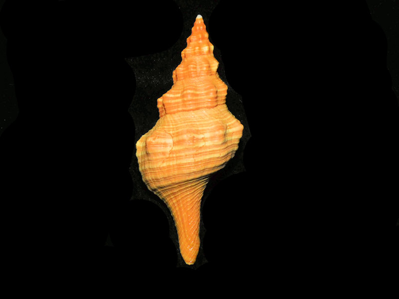 Triplofusus giganteus 4 5/8” or 117.52mm. w/o "Orange" LOT#901222JB (image for) Triplofusus giganteus 4 5/8” or 117.52mm. w/o "Orange" LOT#901222JB