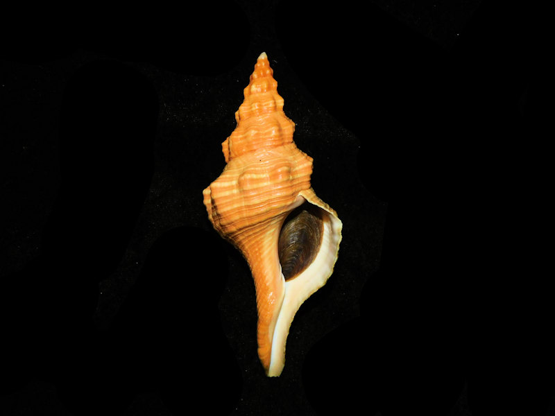 Modal Additional Images for Triplofusus giganteus 4 5/8” or 117.52mm. w/o "Orange" LOT#901222JB