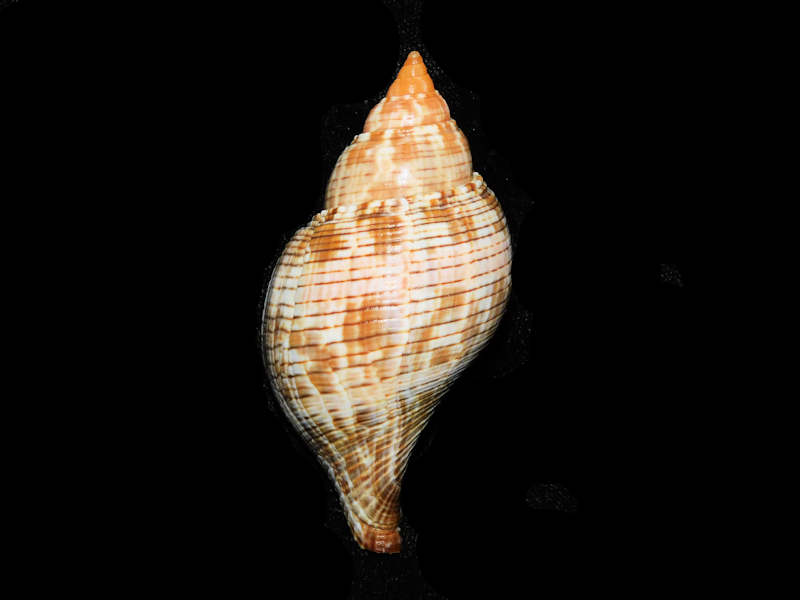 (image for) Fasciolaria tulipa 2 3/4” or 69.10mm. w/o" Orange Tip Lot#17892