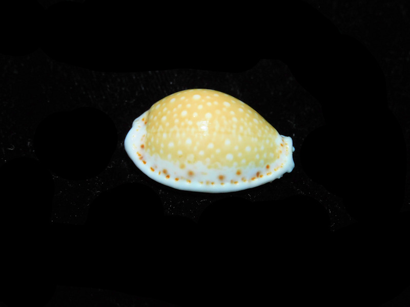 Naria cernica f. ogasawarensis 25.31mm "Rare Okinawa" LOT#901275JB