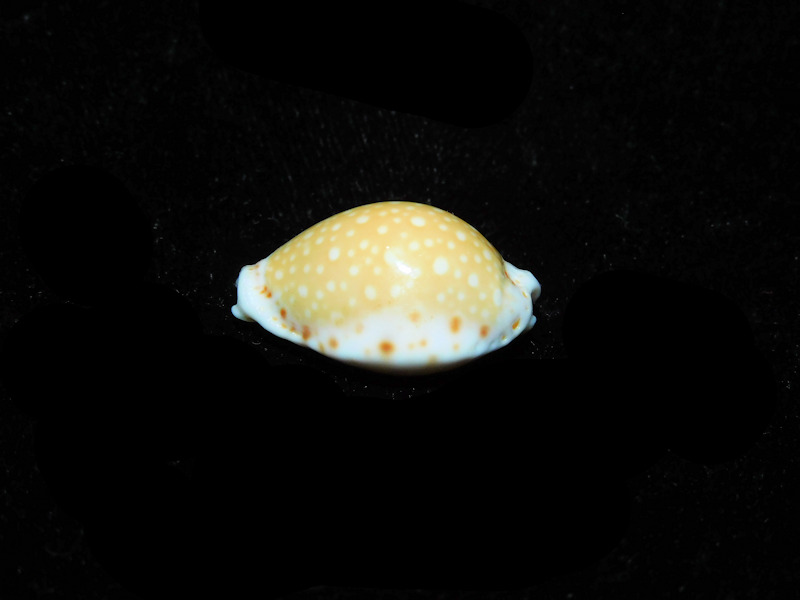 Modal Additional Images for Naria cernica f. ogasawarensis 25.31mm "Rare Okinawa" LOT#901275JB