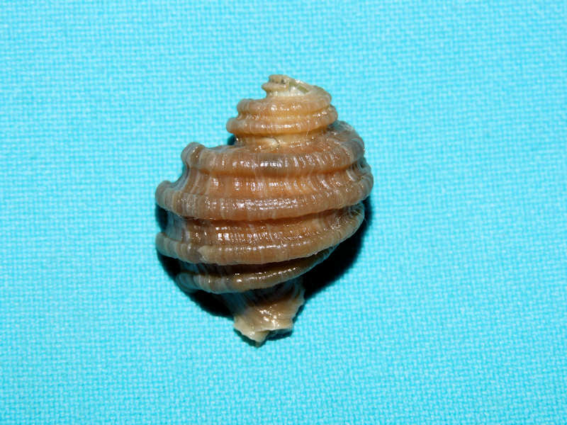 (image for) FL & USA Fossil Shells At 0% OFF