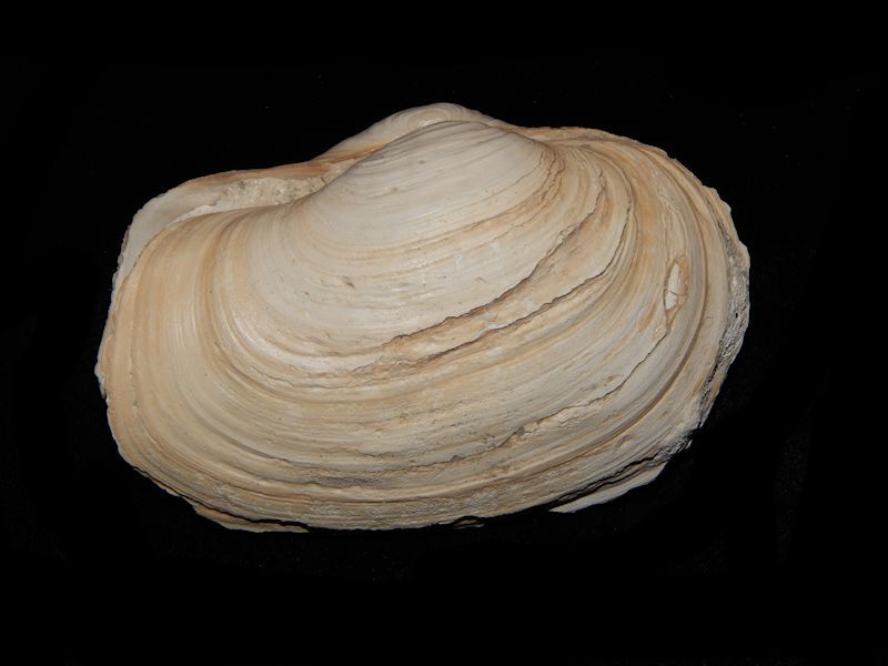 (image for) Hiatellidae