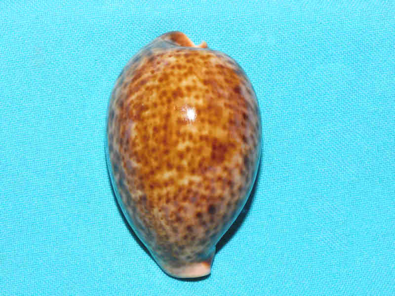 (image for) Cypraea pantherina 2 ¾” or 67.86mm. Chestnut/Rusty LOT#901243JB