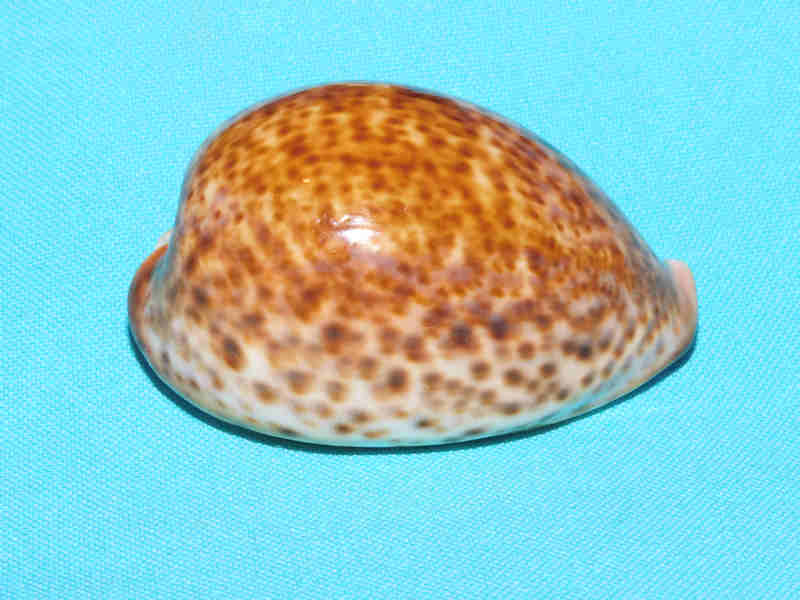 Cypraea pantherina 2 ¾” or 67.86mm. Chestnut/Rusty LOT#901243JB