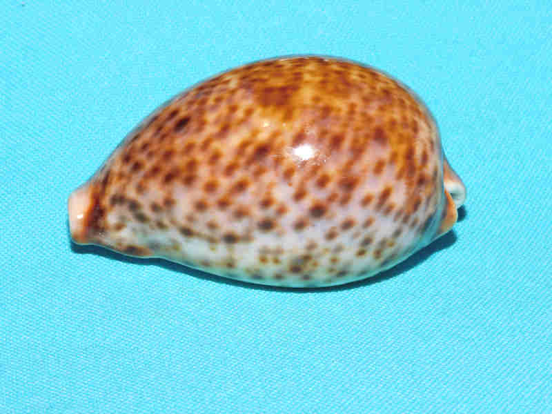 Cypraea pantherina 2 ¾” or 67.86mm. Chestnut/Rusty LOT#901243JB