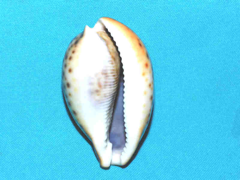 Modal Additional Images for Cypraea pantherina 2 ¾” or 67.86mm. Chestnut/Rusty LOT#901243JB