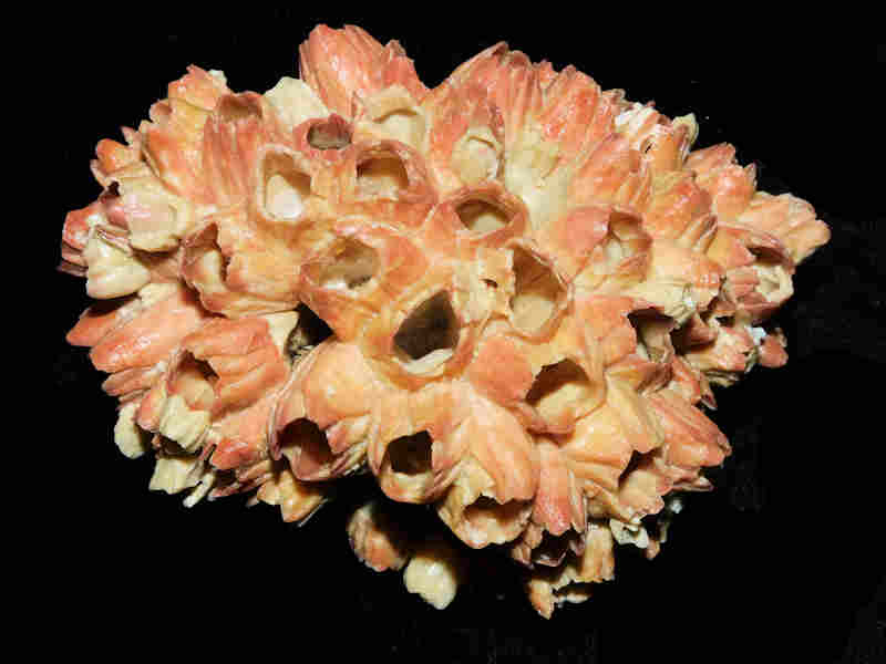 Strombus fruitvillensis -w-Paraconcavus sarasotaensis barnacles 3 3/4" or 96.08mm.Lot#17949 (image for) Strombus fruitvillensis -w-Paraconcavus sarasotaensis barnacles 3 3/4" or 96.08mm.Lot#17949