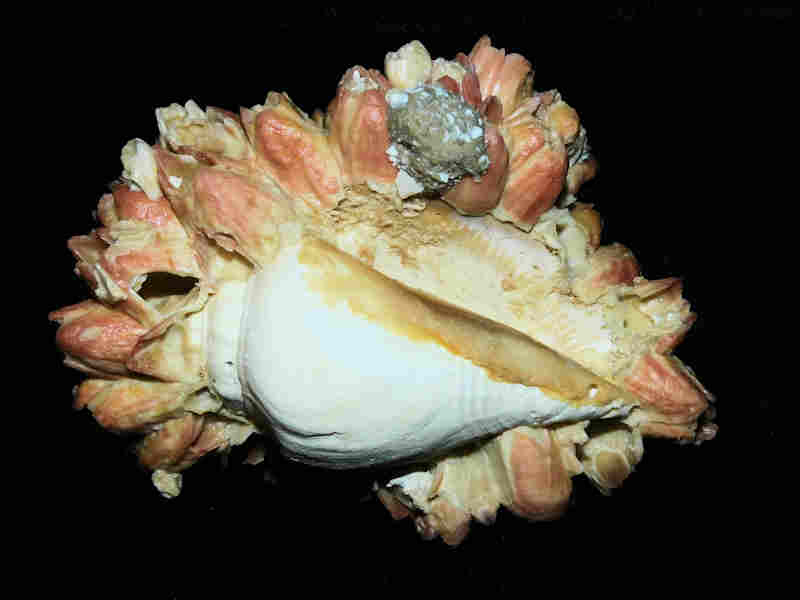Strombus fruitvillensis -w-Paraconcavus sarasotaensis barnacles 3 3/4" or 96.08mm.Lot#17949