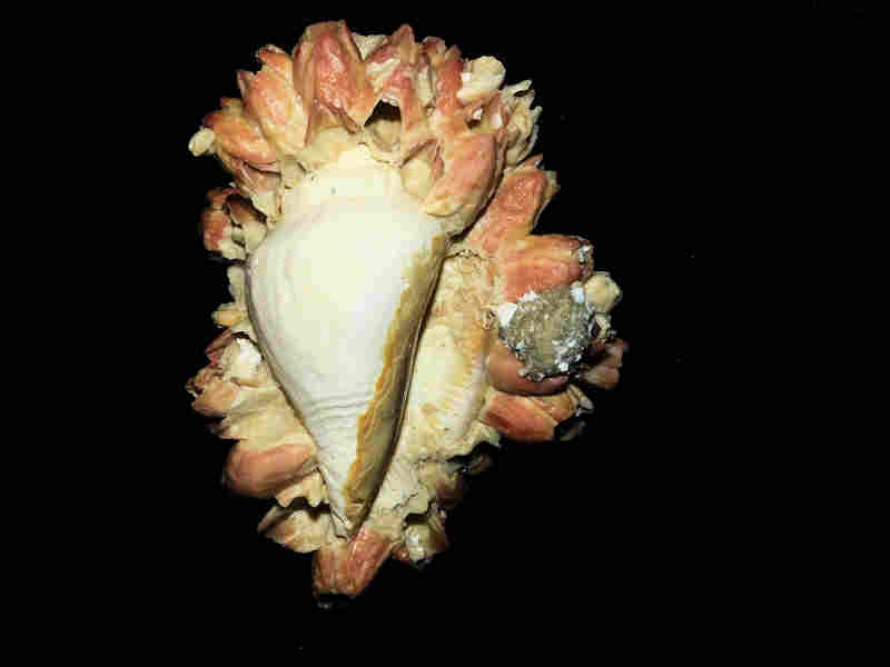 Modal Additional Images for Strombus fruitvillensis -w-Paraconcavus sarasotaensis barnacles 3 3/4" or 96.08mm.Lot#17949