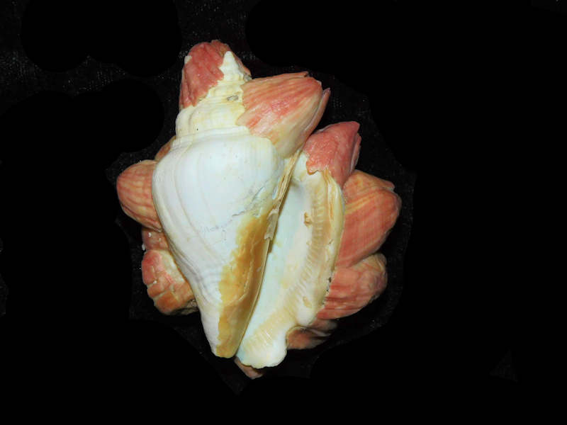 Strombus fruitvillensis -w-Paraconcavus sarasotaensis barnacles 2 7/8” or 73.08mm.LOT#17871 (image for) Strombus fruitvillensis -w-Paraconcavus sarasotaensis barnacles 2 7/8” or 73.08mm.LOT#17871