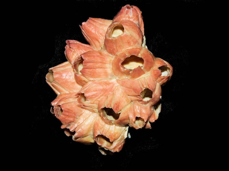 Modal Additional Images for Strombus fruitvillensis -w-Paraconcavus sarasotaensis barnacles 2 7/8” or 73.08mm.LOT#17871
