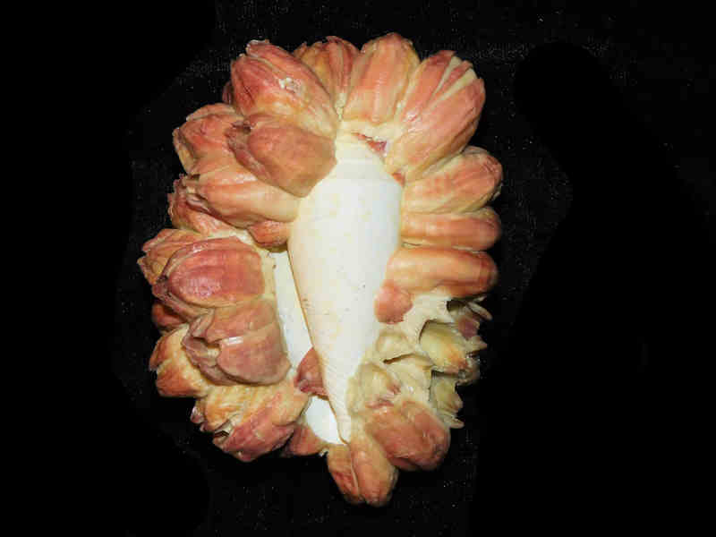 Contraconus adversarius-w-Paraconcavus sarasotaensis barnacles 3 7/8” or 97.17mm.Lot#17870 (image for) Contraconus adversarius-w-Paraconcavus sarasotaensis barnacles 3 7/8” or 97.17mm.Lot#17870