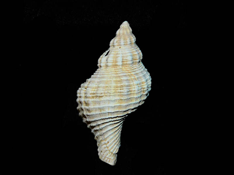 (image for) Conradconfusus parilis 2 ½” or 59.34mm.St. Mary's Formation Lot#17902