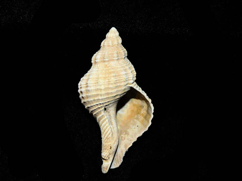 Modal Additional Images for Conradconfusus parilis 2 ½” or 59.34mm.St. Mary's Formation Lot#17902