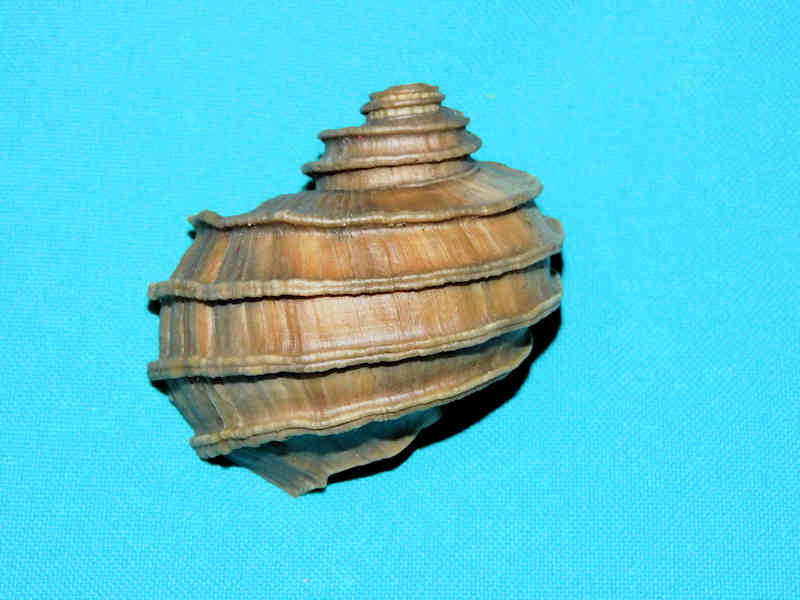 (image for) Globecphora parvicostata 2 3/8” or 58.16mm. "Ultra-Rare Ecphora" Lot#17869