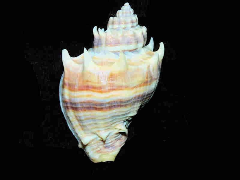 (image for) Melongena corona 3” or 75.38mm. w/o "Blind Pass, Sanibel" Lot#17930