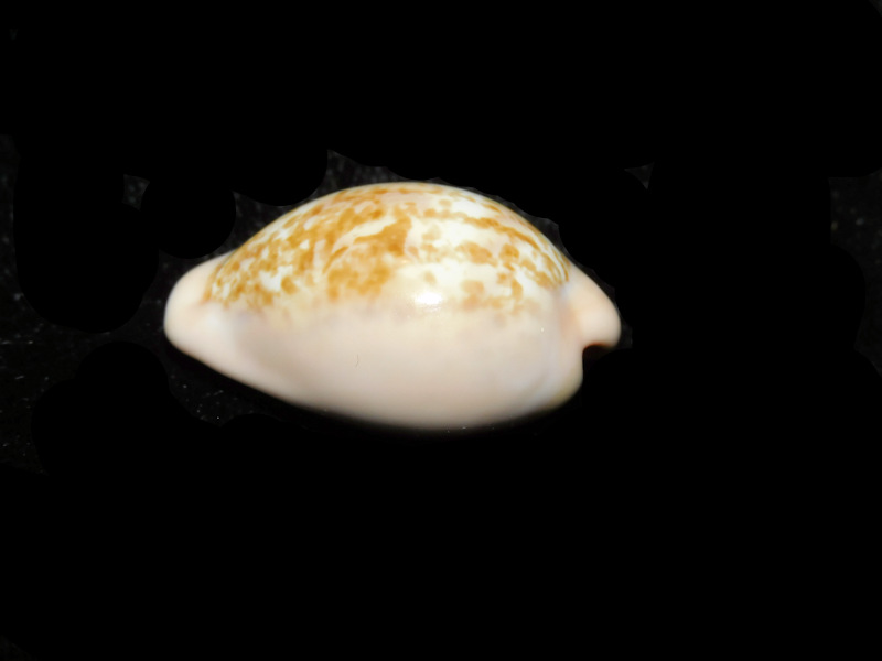 Zonaria petitiana 1 ¼” or 29.71mm."Lovely" LOT#901300JB