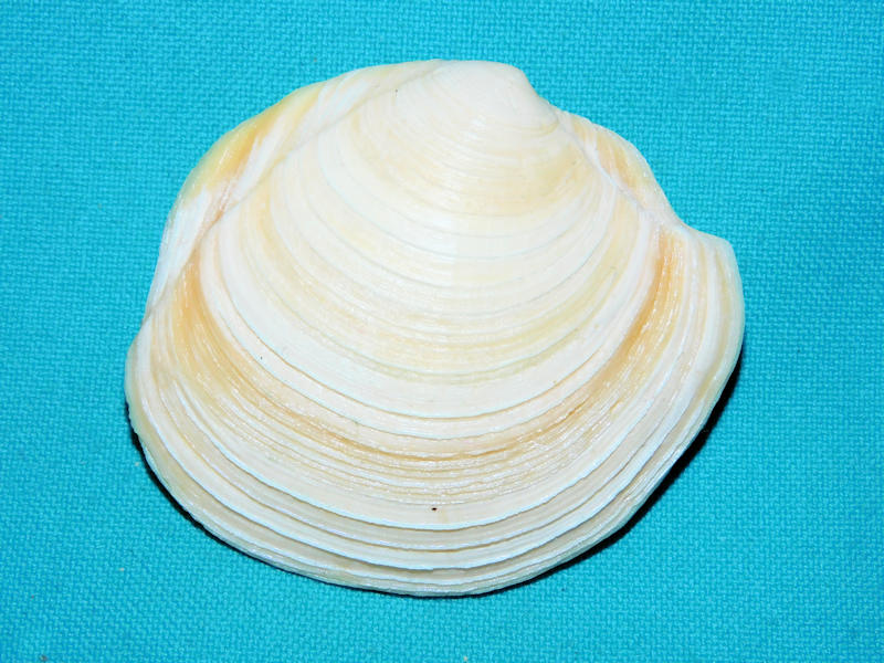 Lucinidae : Florida Seashells and Fossils