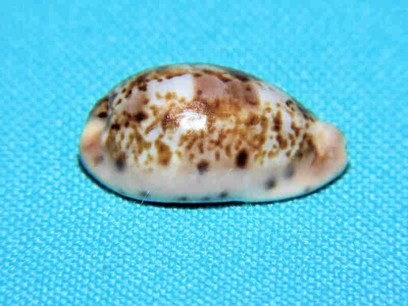 Zonaria picta 23.95mm Cape Verde Islands LOT#901312JB