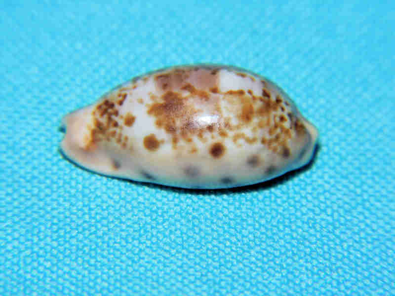 Zonaria picta 23.95mm Cape Verde Islands LOT#901312JB