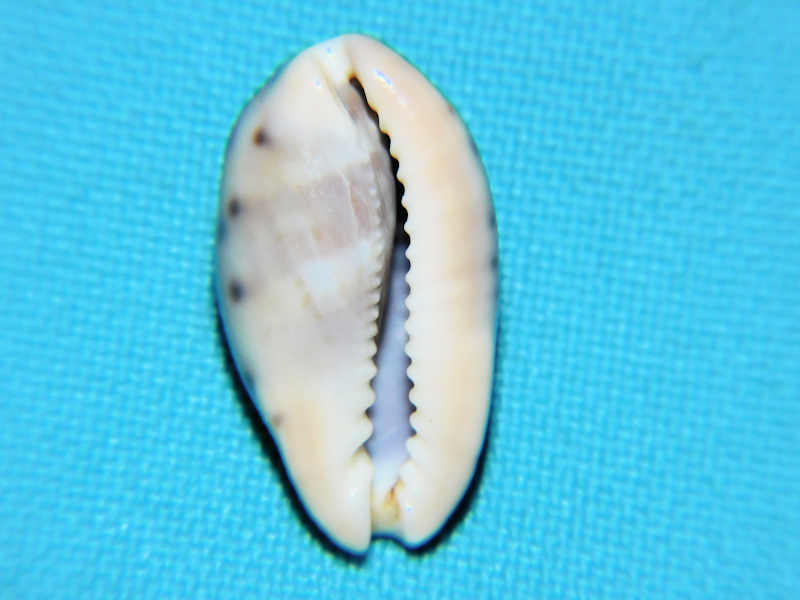 Modal Additional Images for Zonaria picta 23.95mm Cape Verde Islands LOT#901312JB