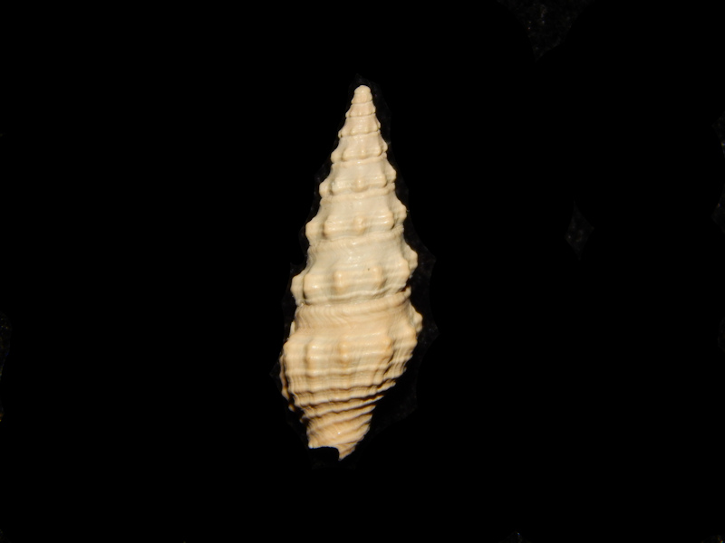(image for) Turridae