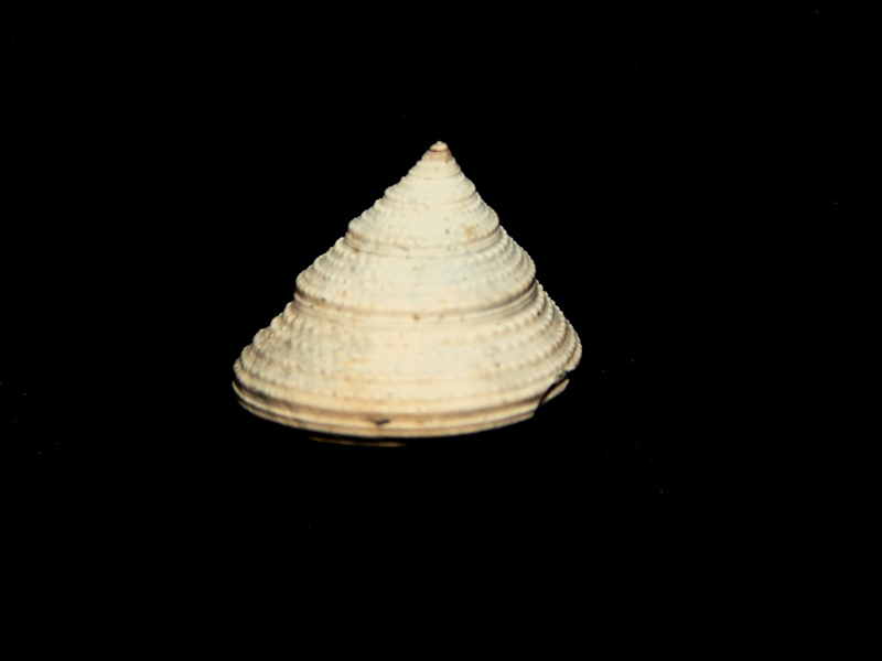 (image for) Calliostomatidae