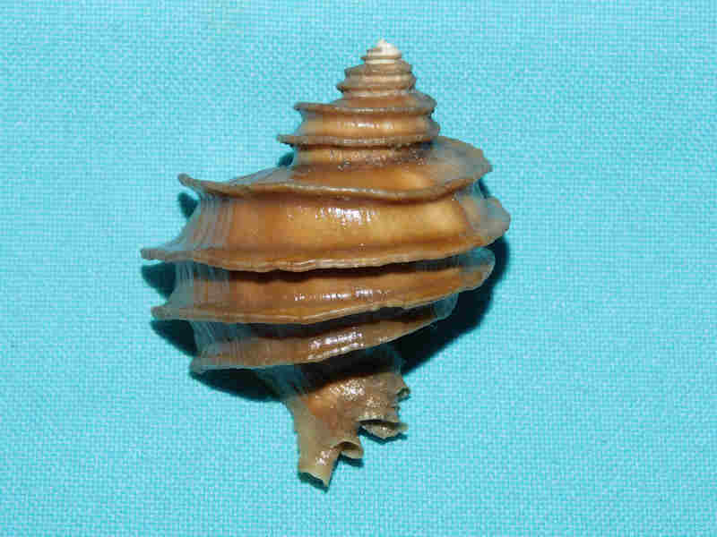 (image for) Ecphora quadricostata 2” or 50.45mm."Superb Fossil" LOT#904006DG