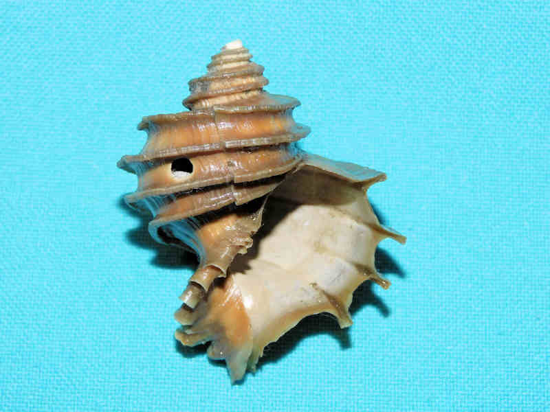 Modal Additional Images for Ecphora quadricostata 2” or 50.45mm."Superb Fossil" LOT#904006DG