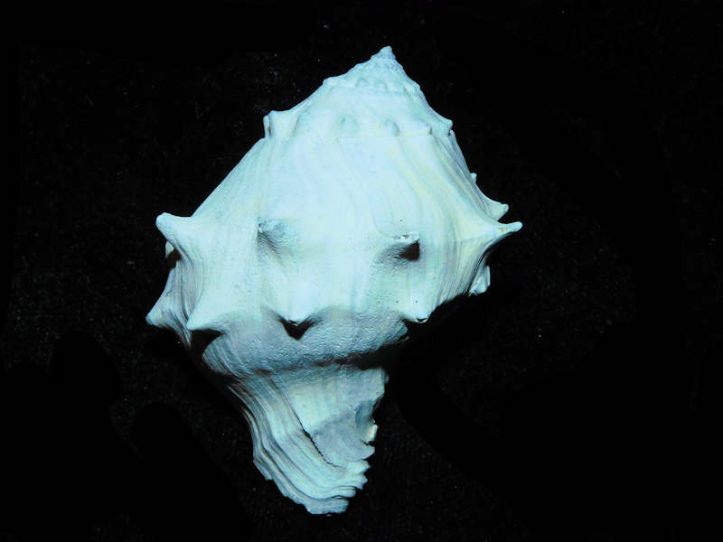 (image for) Tropochasca petiti 2” or 51.67mm."Ultra-Rare Juvenile" Lot#17897