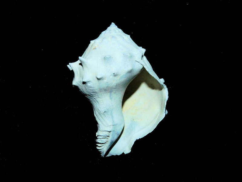 Modal Additional Images for Tropochasca petiti 2” or 51.67mm."Ultra-Rare Juvenile" Lot#17897