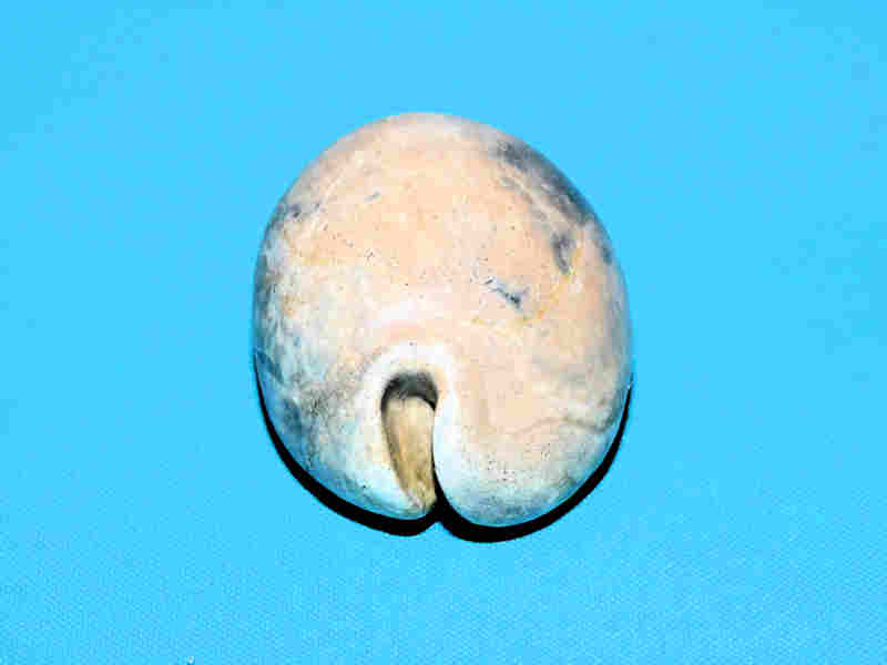 Modal Additional Images for Pseudadusta metae 2 7/8” or 72.91mm. Quality Aggregates Lot#17963