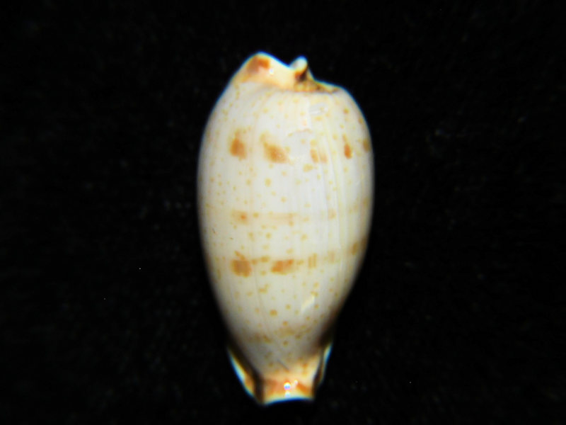 (image for) Erronea rabaulensis 22.88mm."Large" Lot#901219JB