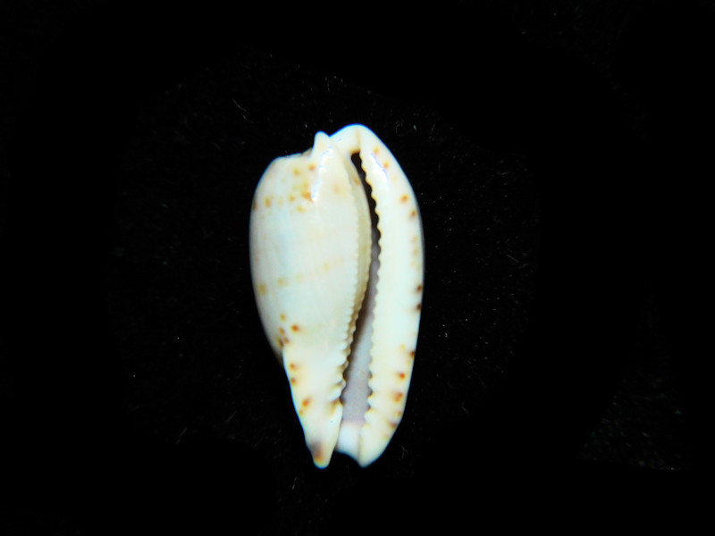 Modal Additional Images for Erronea rabaulensis 22.88mm."Large" Lot#901219JB