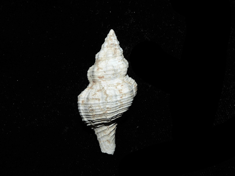 Pliculofusus ramondi 1 5/8” or 39.86mm.Ultra-Rare Miocene#17814