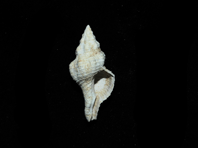 Pliculofusus ramondi 1 5/8” or 39.86mm.Ultra-Rare Miocene#17814